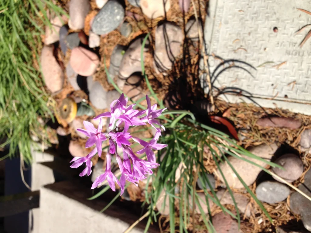 Low-Maintenance Plant Selections