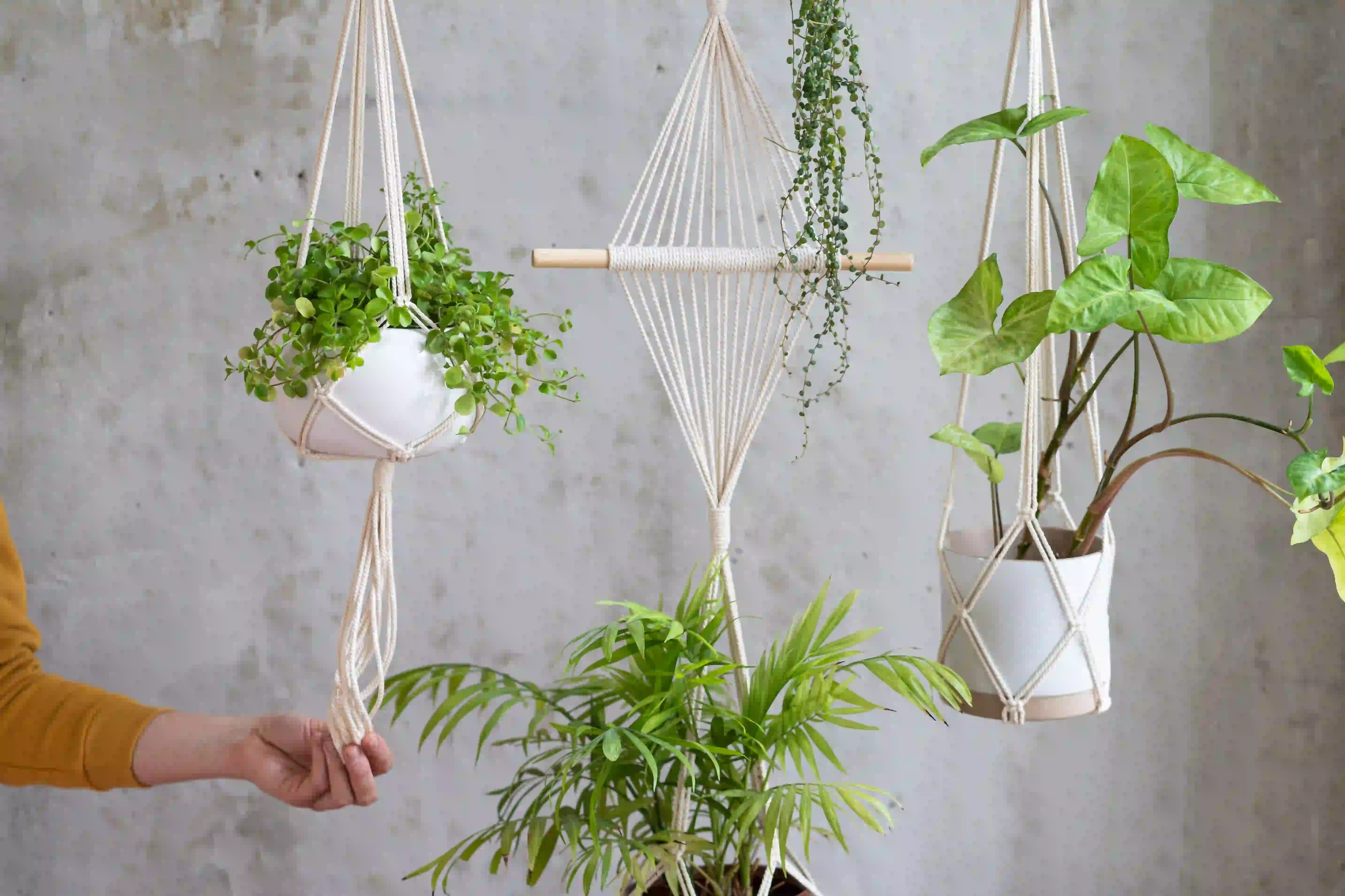 You are currently viewing 12 Easy Steps On How to Hang Hanging Plants Indoor Like a Pro