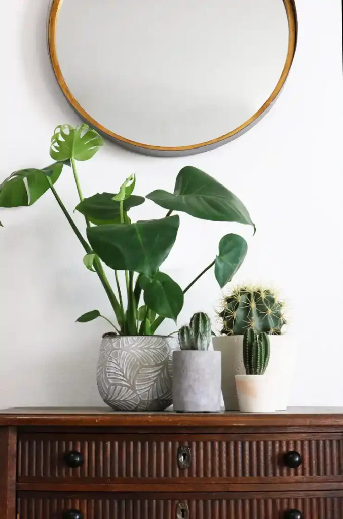 healthy elephant ear plant with large heart shaped leaves indoors