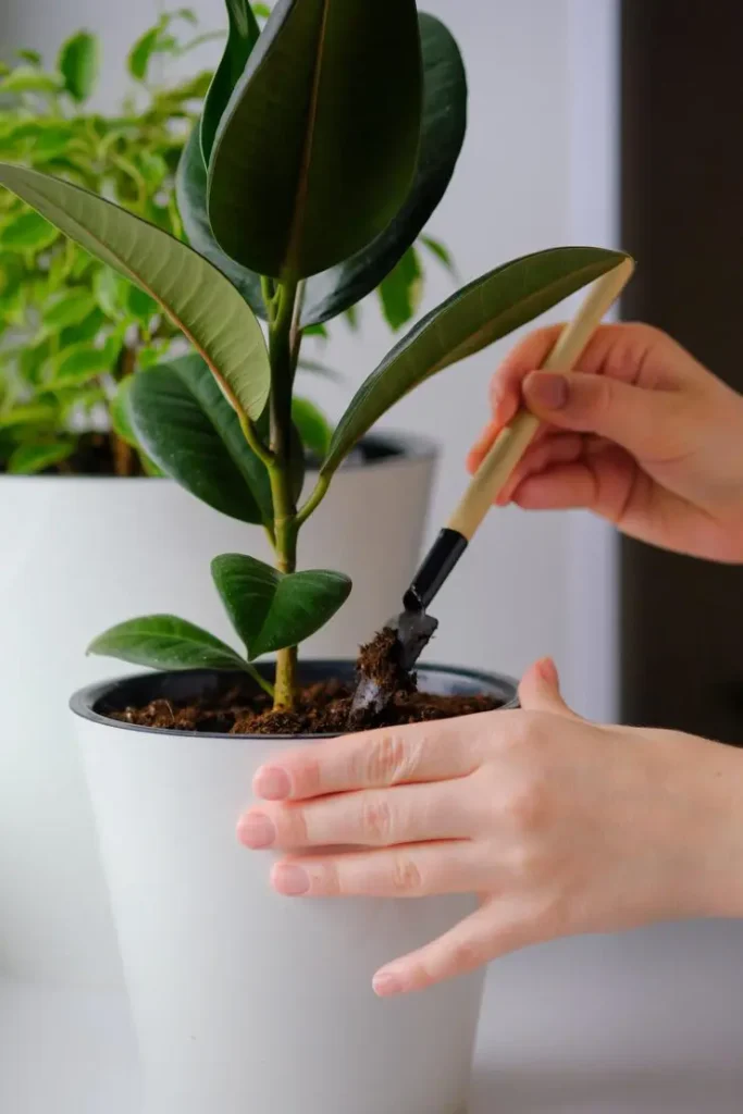 potting elephant ear plant in terracotta pot indoors