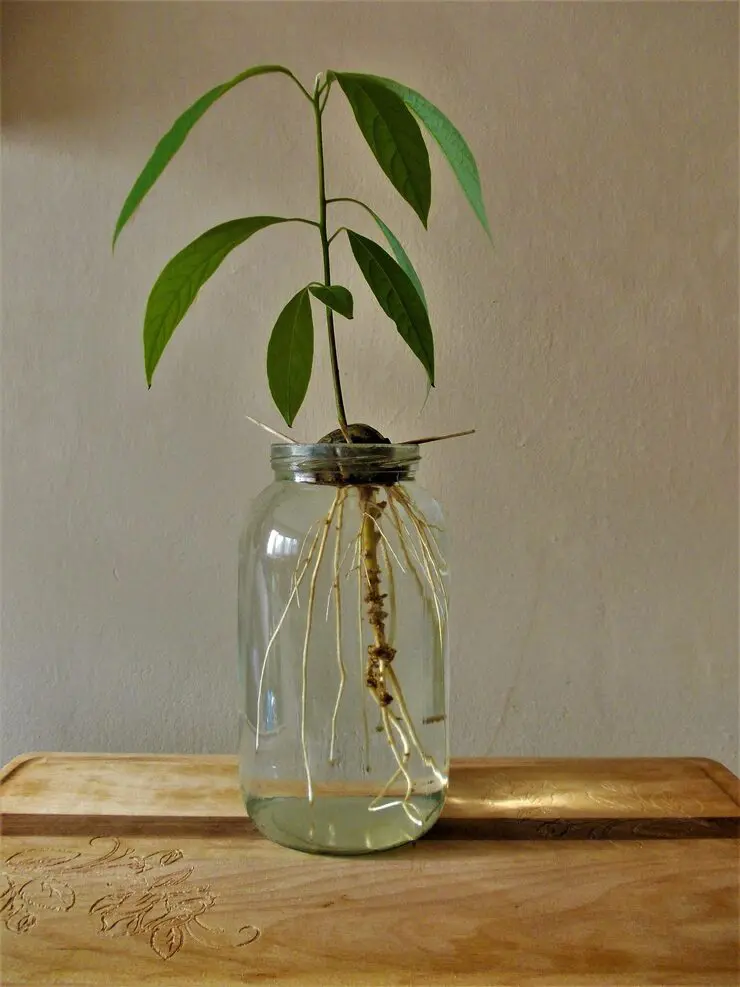 propagating elephant ear plant by dividing tubers