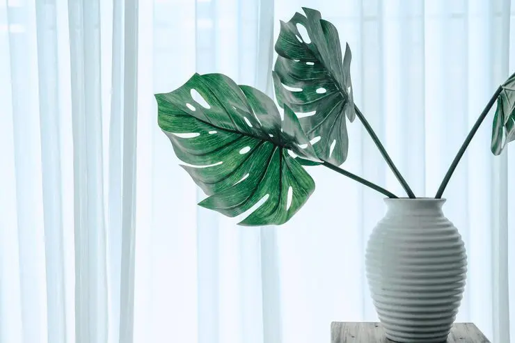 You are currently viewing 12 Essential Tips for Growing Elephant Ear Plant Indoor | Complete Care Guide