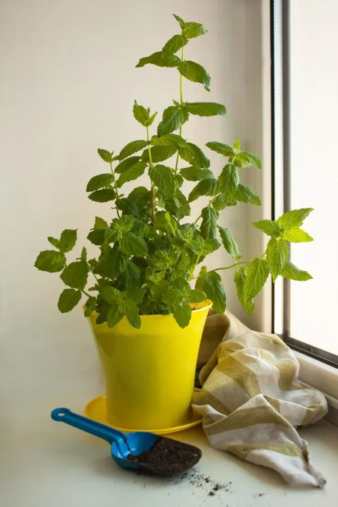 Growing a basil plant indoor in a sunny kitchen