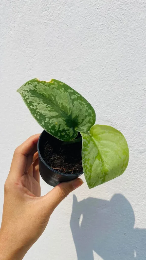 Troubleshooting indoor basil plant problems