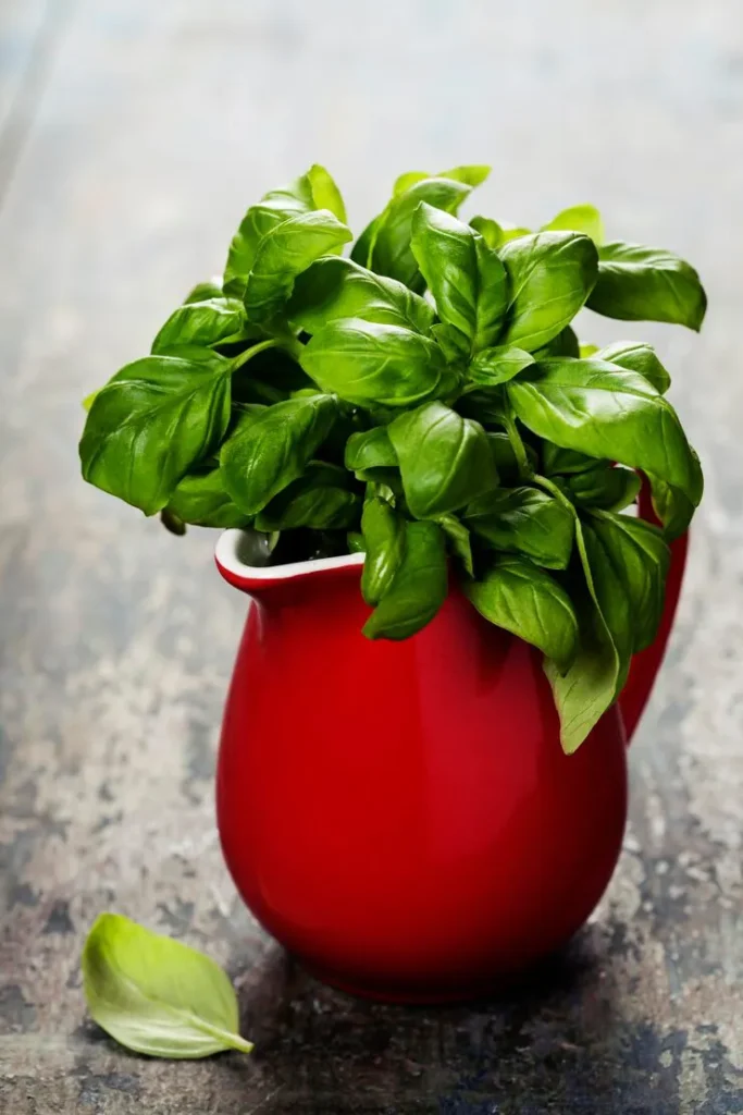Various basil varieties for indoor gardening