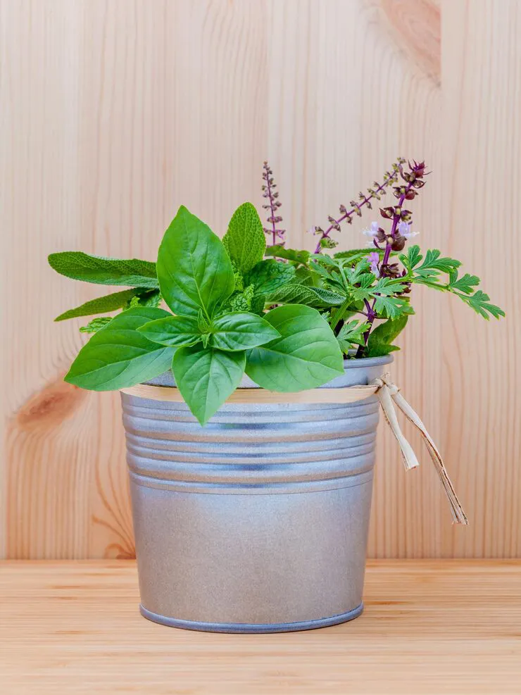 Indoor basil plant in a ceramic pot with soil