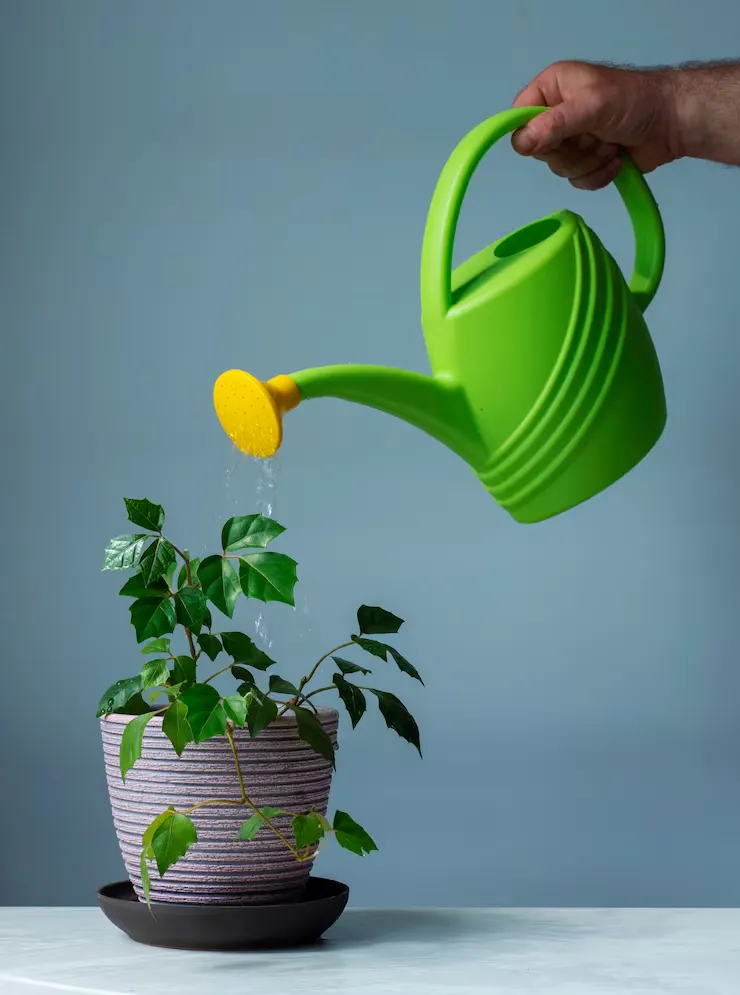 Watering and fertilizing indoor basil plant