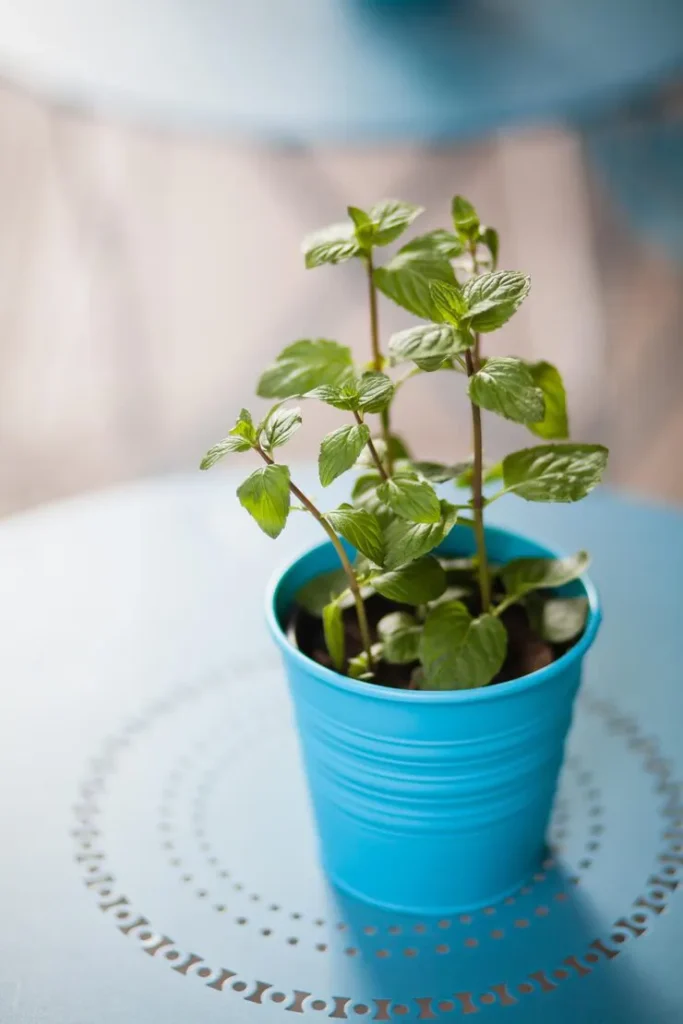 Indoor basil plant receiving sunlight and grow light