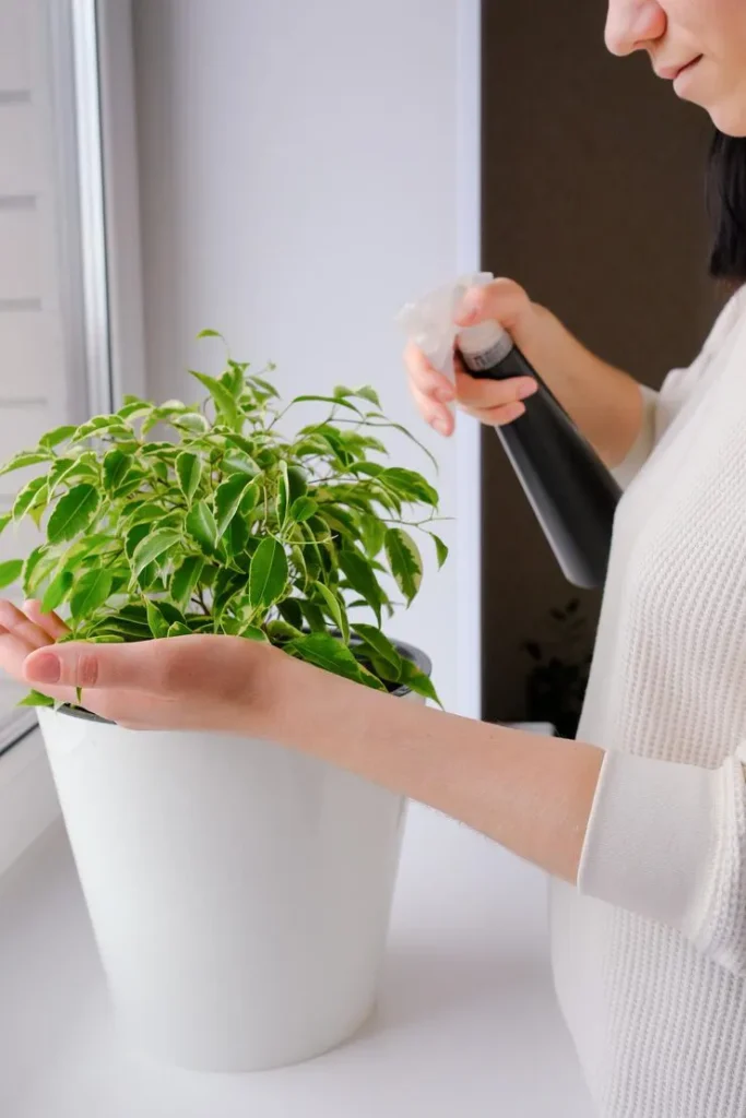 Indoor basil plant with pests and natural pest control