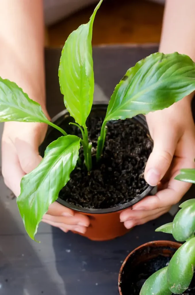 Pruning and harvesting indoor basil leaves
