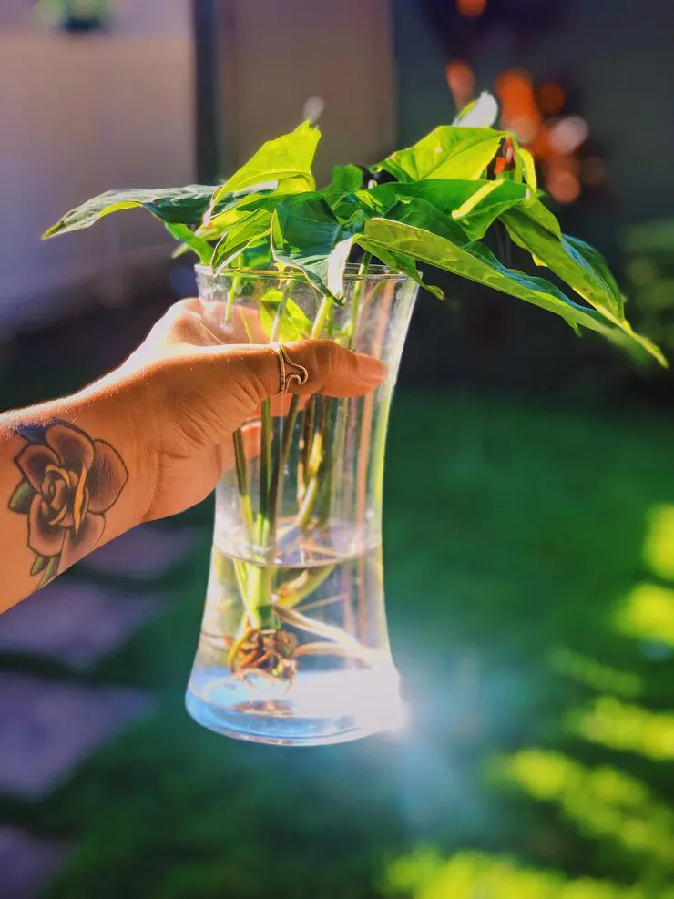Propagating indoor basil from cuttings