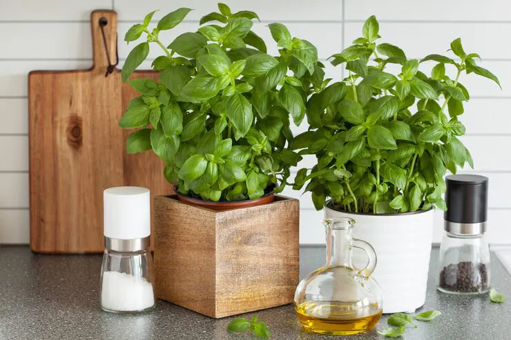You are currently viewing 10 Easy Steps for Growing a Basil Plant Indoor for Fresh Herbs